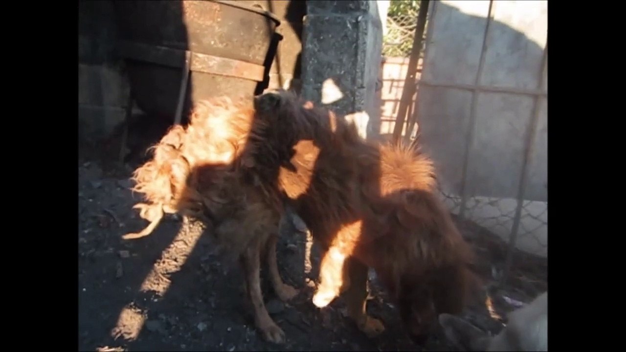 Kessi die Kesselhündin