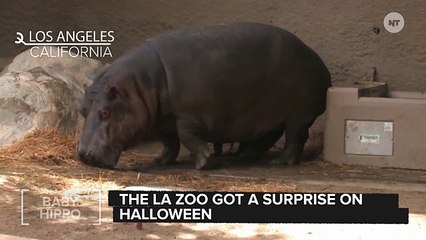 Hippo On Birth Control Goes Ahead And Gives Birth Anyway