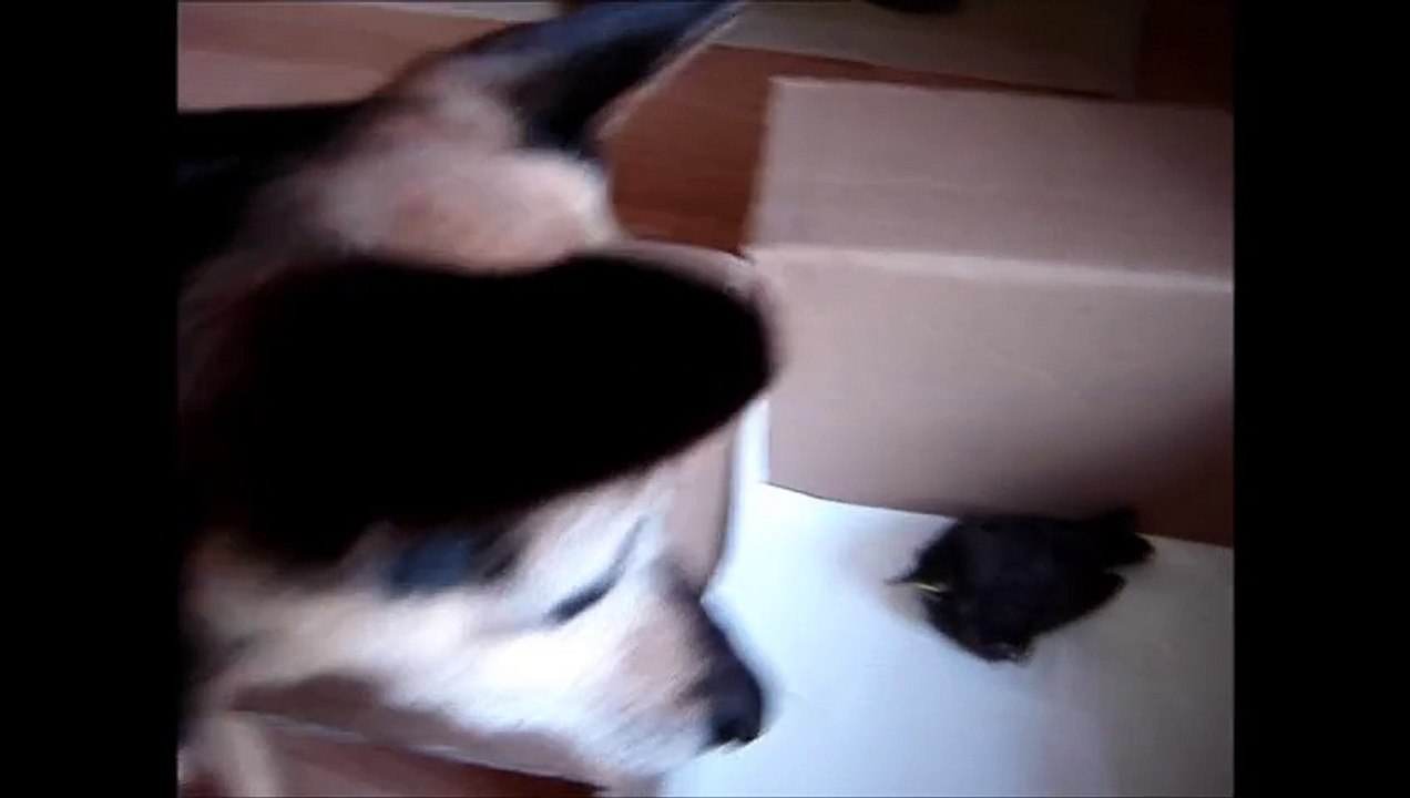 Elli fand einen Vogel