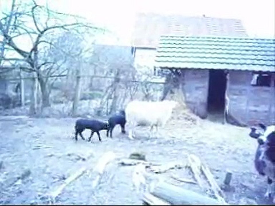 Besuch bei den Schafen 11. März 2012