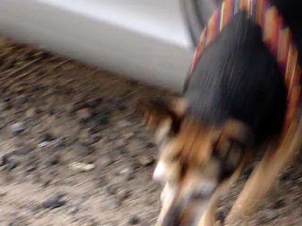 Miss Elli in Radebeul