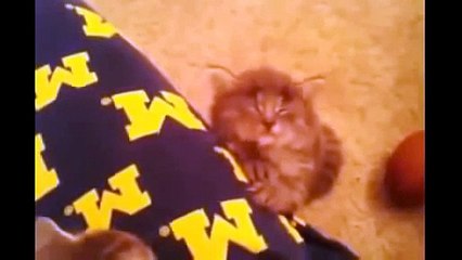 Funny Cats Compilation - Funny Cat Videos Ever- Funny Videos - Funny Animals - Funny Animal Videos 5