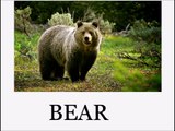 Animal Sounds and Names LOTS of Animals - Educational for Babies - Toddlers - Preschool Age Kids