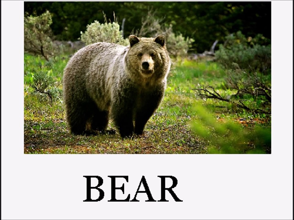 Animal Sounds and Names LOTS of Animals - Educational for Babies - Toddlers - Preschool Age Kids