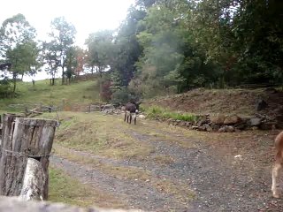 Cute Kids Video of Whole Donkey Herd. Sweet Animals