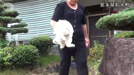 A Walk With Rabbits  Cats