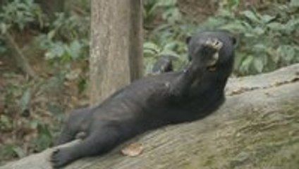 Bear Relaxing on Fallen Tree