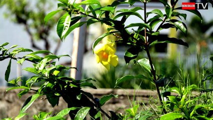 La flore  Réunionnaise - L'Allamanda.