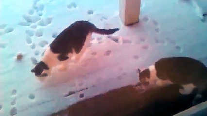â˜… NEW Cats experiencing snow for the first time   YouTube # 2014 â˜…