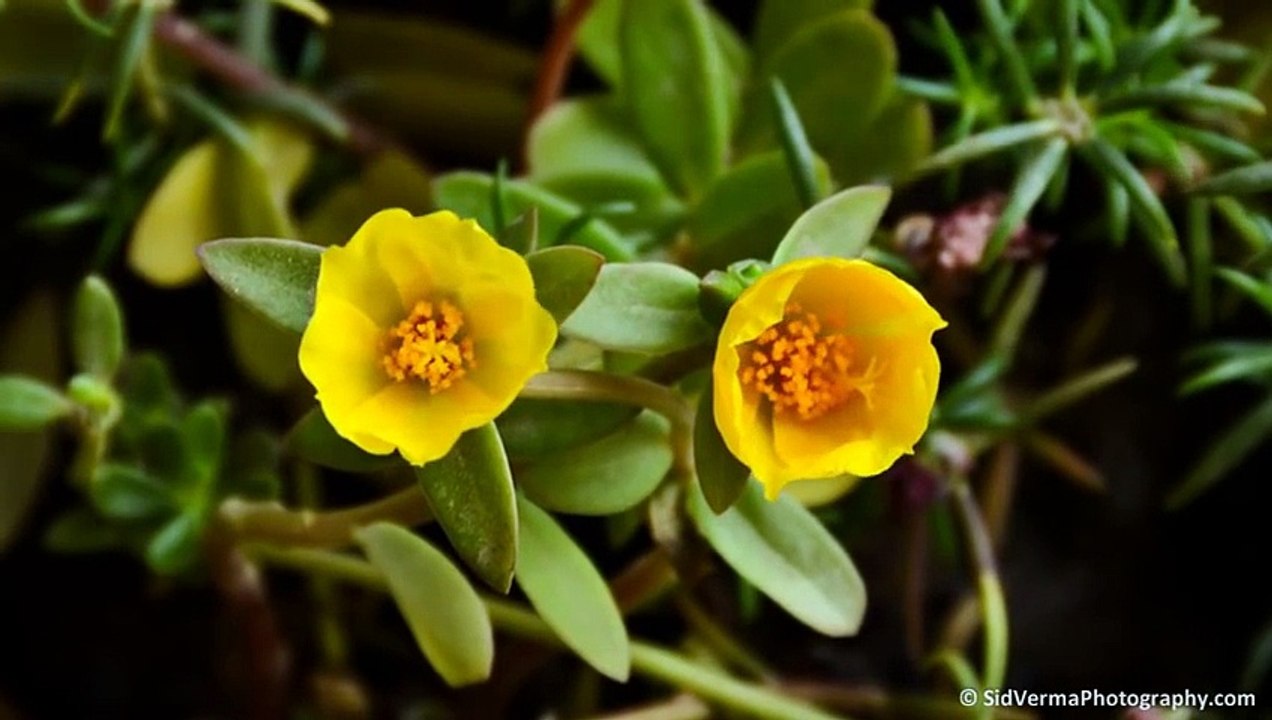 Yellow Flower Time Lapse