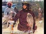 hunting of saker falcon