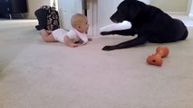 Un bébé qui avance à 4 pattes fait un bisous à un chien : trop mignon