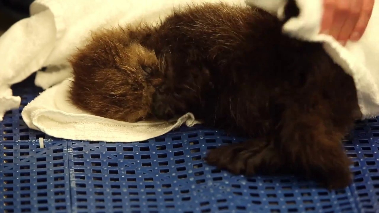Shedd Aquarium’s New Otter Pup Is Adorable