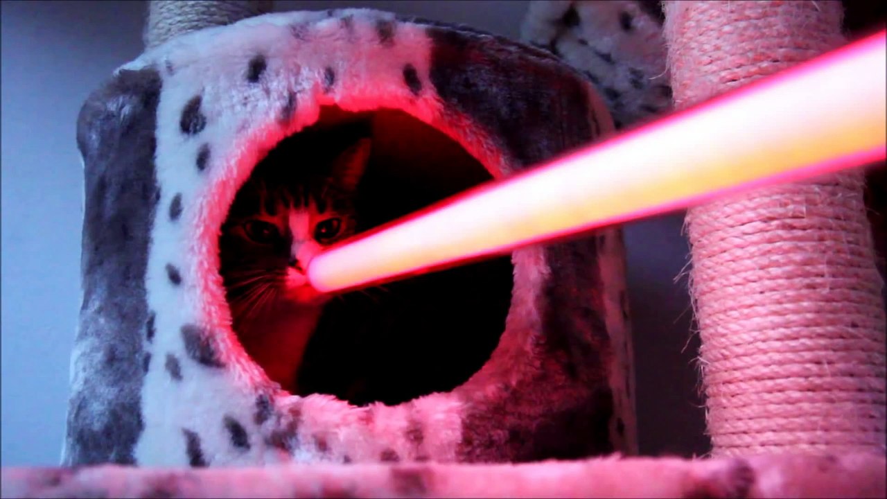 Cats React to Lightsaber