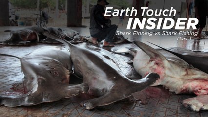 Shark Finning vs Shark Fishing - Part 1