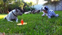 #PitBull Sharky’s 9th #Birthday Party with Baby, Chicks, Ducks, Geese…