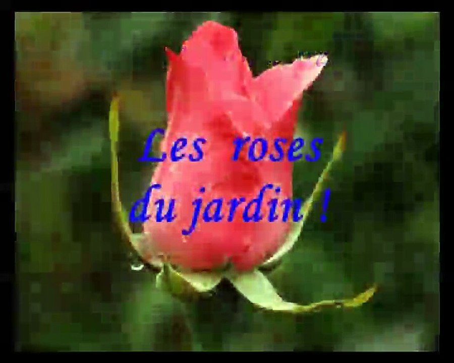 Rosesge