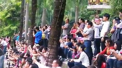 Peacock  When They Hear The Sound Of A Musical Instrument  Flying From The Forests To Eat