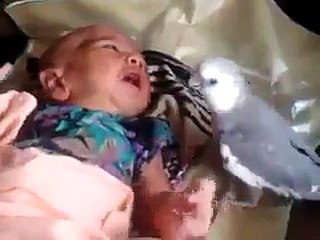 Subhan Allah, how crying baby parrot is shut