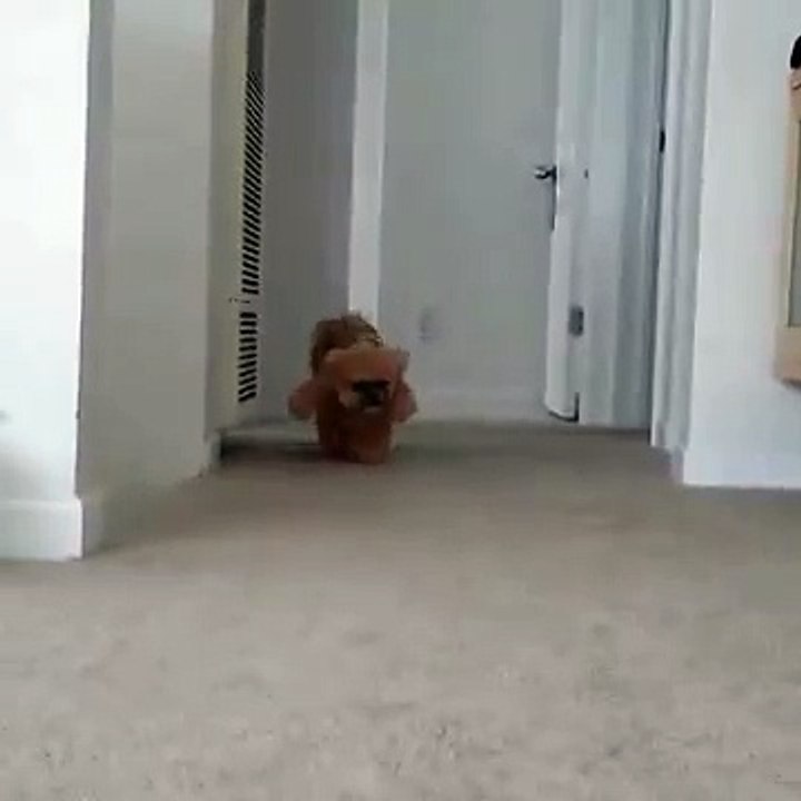 dog teddy bear