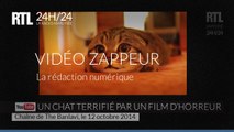 Un chat terrifié par un film d'horreur
