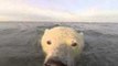 Curious Polar Bear Cubs Get Unusually Close to Photographers