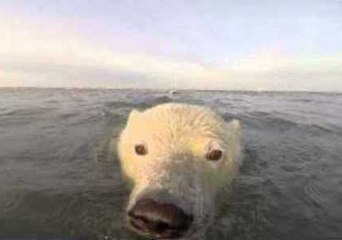 Download Video: Curious Polar Bear Cubs Get Unusually Close to Photographers