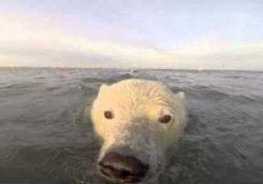 Curious Polar Bear Cubs Get Unusually Close to Photographers