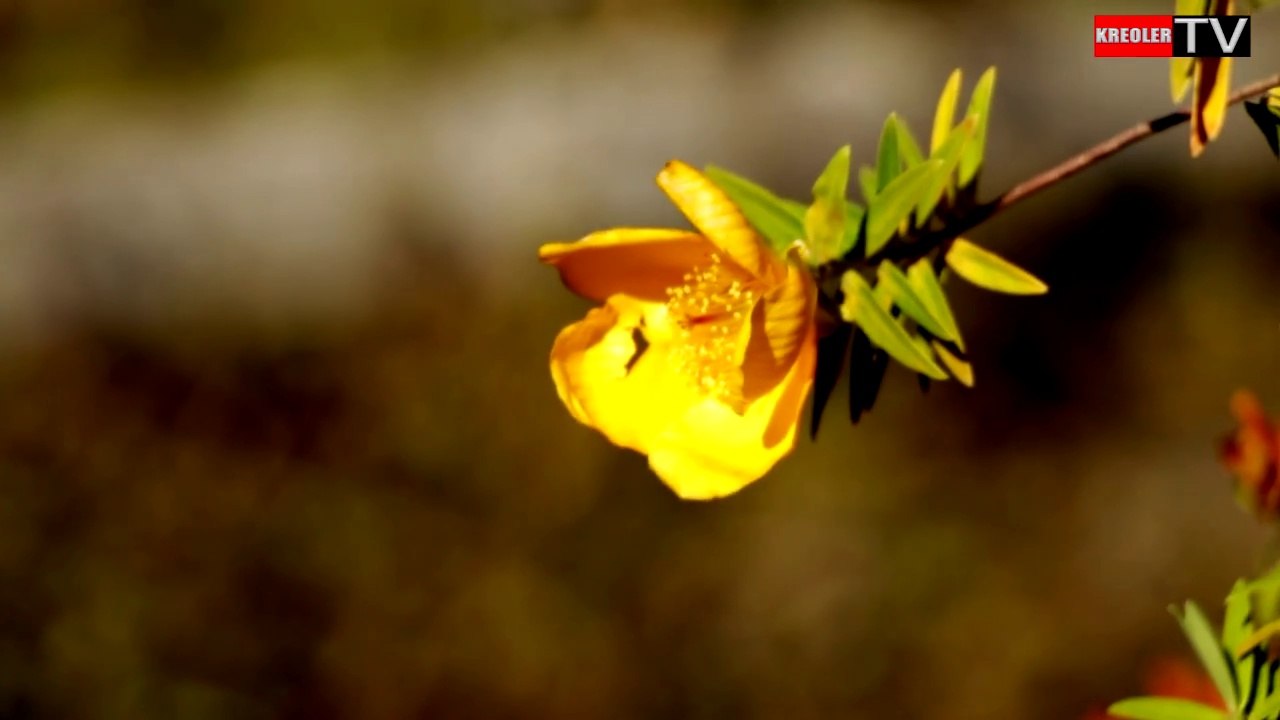 Flore de la Réunion - Fleur jaune.