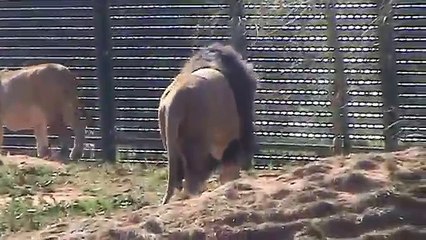 Barbary Lions in RABAT ZOO Morocco