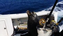 Un lion de mer rackette des pêcheurs sur un bateau