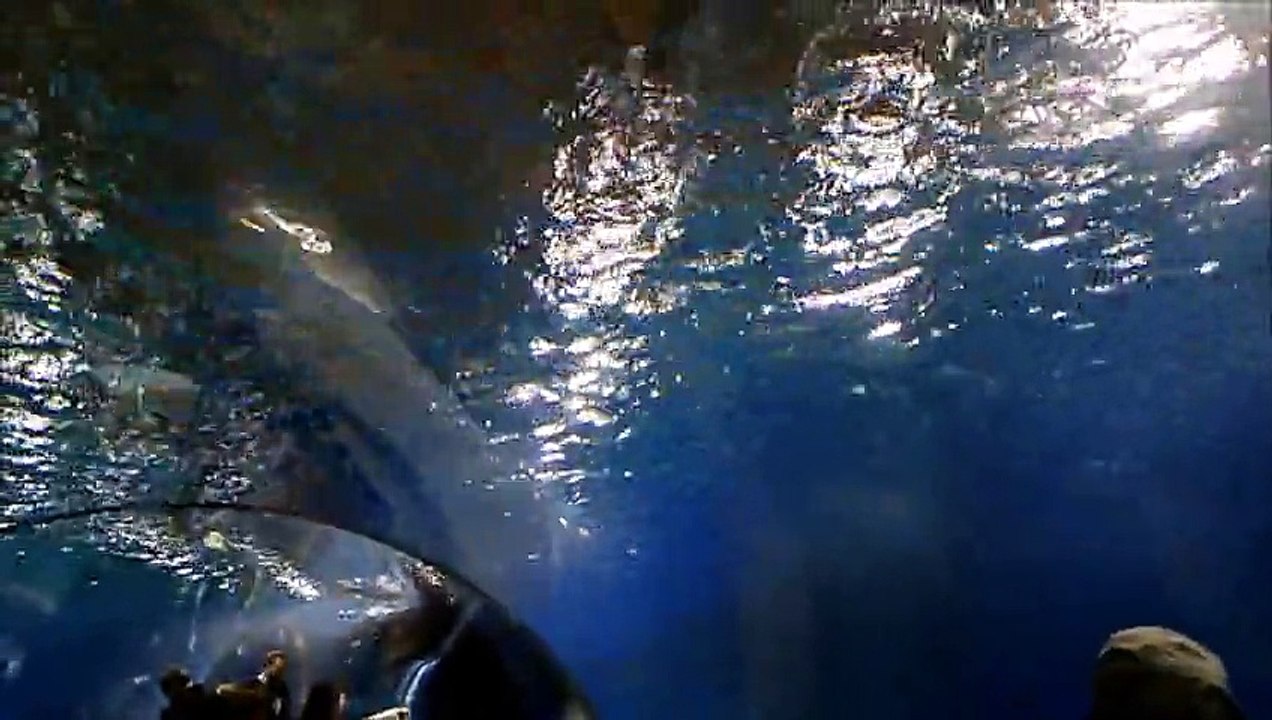 Mój film Afrykarium