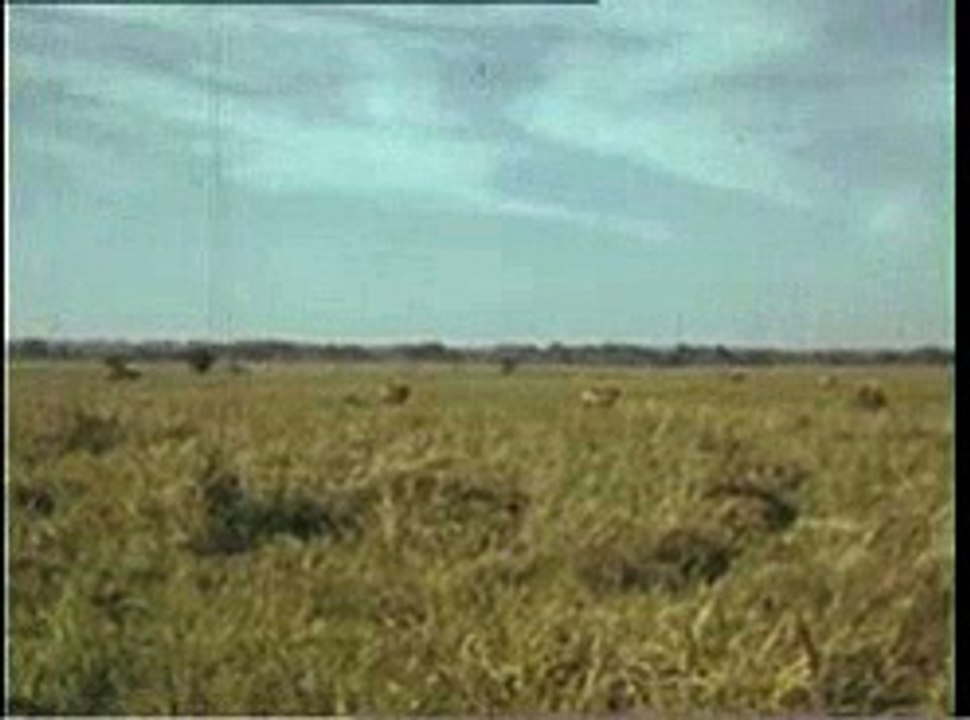 Missão Antropológica de Timor - Anthropological Mission of Timor, 1954 (Part 4)