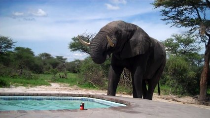 Un éléphant s'incruste dans notre piscine !