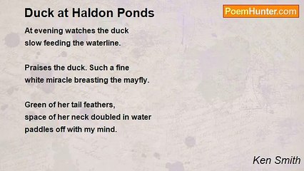 Ken Smith - Duck at Haldon Ponds