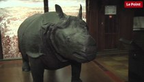 Les incroyables trésors de l’Histoire : le rhinocéros de Louis XV fête ses 245 ans