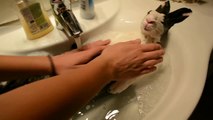 Un lapin prend un bain 