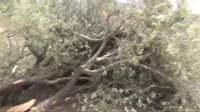 Termik Santral Yapımı İçin 6 Bin Zeytin Ağacını Kestiler