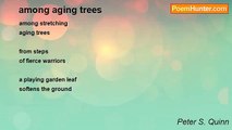 Peter S. Quinn - among aging trees