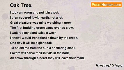 Bernard Shaw - Oak Tree.