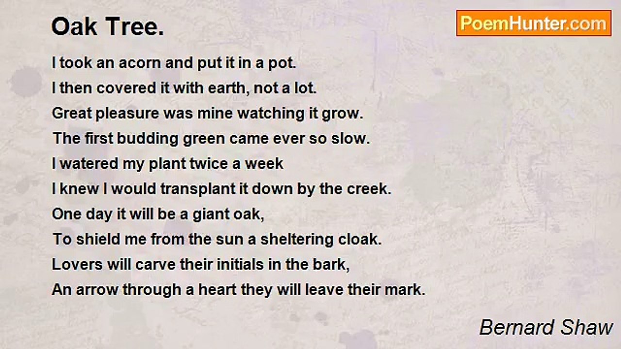 Bernard Shaw - Oak Tree.