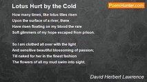 David Herbert Lawrence - Lotus Hurt by the Cold