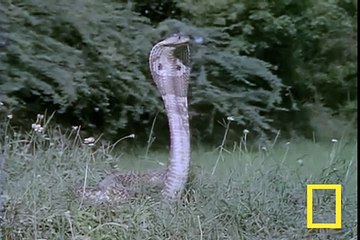 dangerous black mamba and mongoose fight