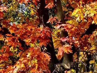 Autumn Leaves Eric Clapton