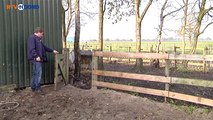 Rendieren weer veilig in hun stal - RTV Noord