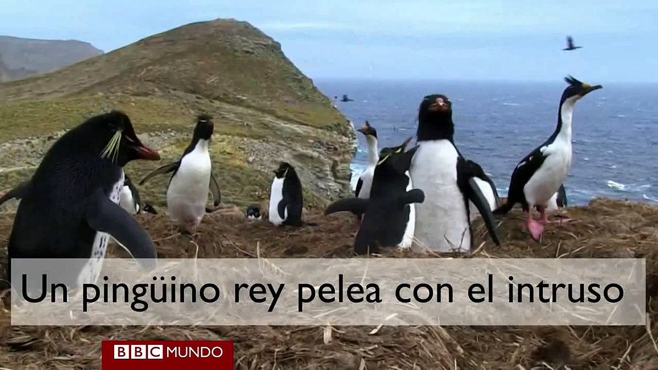 Robots disfrazados de pingüinos para saber más sobre estas aves