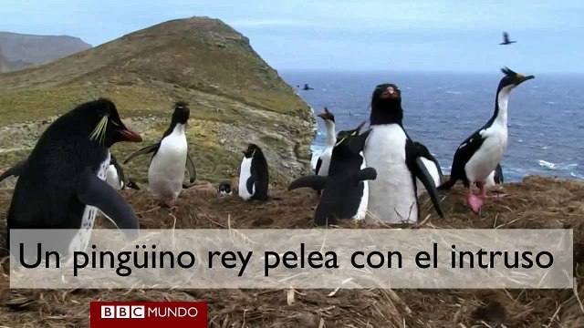 Robots disfrazados de pingüinos para saber más sobre estas aves