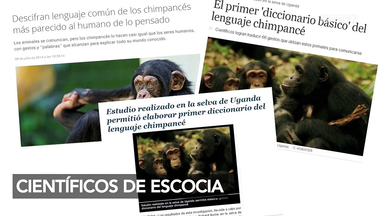 Diccionario de gestos chimpances