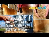 Acquire Bulk Durum Wheat for Exporting, Durum Wheat Exporters, Durum Wheat Exporter, Durum Wheat Exports, Export, Export
