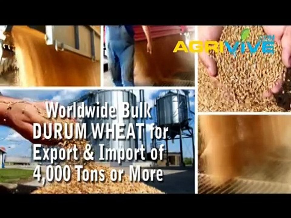 Shop Bulk Durum Wheat, Durum Wheat Importing, Durum Wheat Importers, Durum Wheat Importer, Durum Wheat Imports, Durum Wheat Import